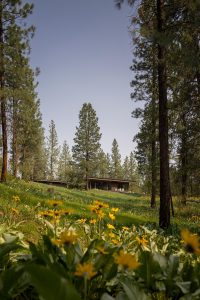 Modern Meadow House